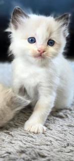 Ragdoll kittens, Meerdere dieren, Ontwormd