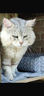 Siberische kater, stamboom, gecastreerd, Dieren en Toebehoren, Katten en Kittens | Raskatten | Langhaar, Kater, Met stamboom, 6 jaar of ouder