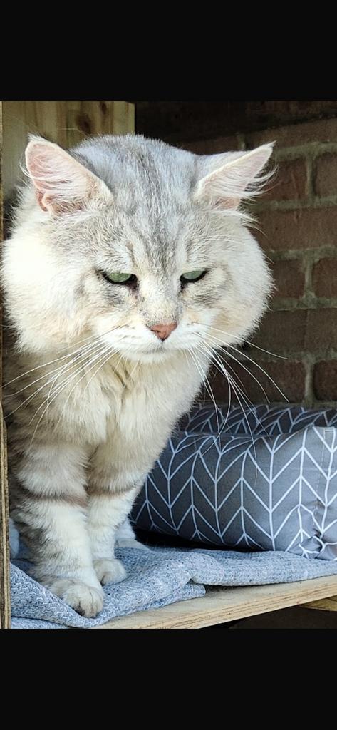 Siberische kater, stamboom, gecastreerd, Dieren en Toebehoren, Katten en Kittens | Raskatten | Langhaar, Kater, 6 jaar of ouder