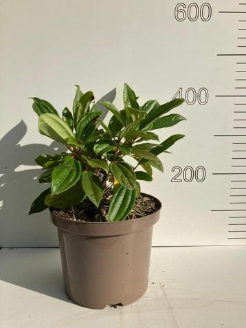 Viburnum davidii beschikbaar voor biedingen