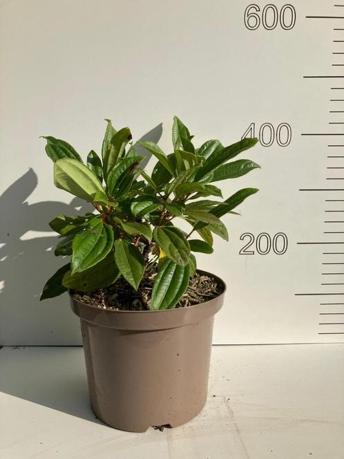 Viburnum davidii, Tuin en Terras, Planten | Tuinplanten, Vaste plant, Overige soorten, Halfschaduw, Zomer, Ophalen