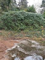 Grote Rododendrons - 4 meter hoog!, Tuin en Terras, Ophalen of Verzenden, Overige soorten