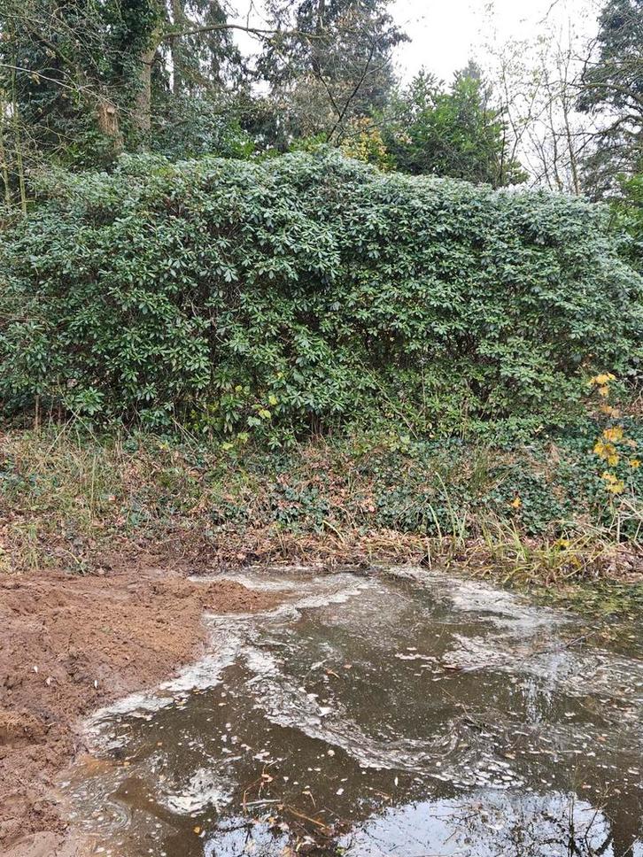 Grote Rododendrons - 4 meter hoog!, Tuin en Terras, Planten | Bomen, Overige soorten, Ophalen of Verzenden