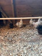 Usa zijdehoen kuikens te koop, Dieren en Toebehoren, Pluimvee, Geslacht onbekend, Kip