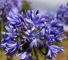 Agapanthus  wortelstokken  5 stuks, Ophalen of Verzenden, Voorjaar, Volle zon, Wortelstok