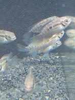 Laetacara Araguaiae, Vis