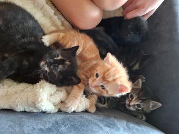 Lieve kittens/kitten (vrouwtjes) te koop beschikbaar voor biedingen