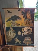 Oude school poster, Ophalen of Verzenden