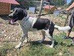 Ceara een prachtige, lieve en sociale grote hond, Particulier, Rabiës (hondsdolheid), 1 tot 2 jaar, Buitenland