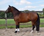 Super brave B pony, Dieren en Toebehoren, Minder dan 160 cm, B, Dressuurpaard, 3 tot 6 jaar