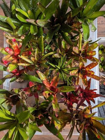 Bromelias beschikbaar voor biedingen
