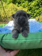 Maltipompups, Rabiës (hondsdolheid), 8 tot 15 weken, Meerdere, Nederland