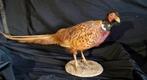TAXIDERMIE FAZANT, Ophalen of Verzenden, Zo goed als nieuw