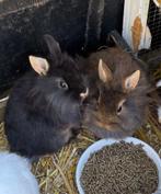 Black & tan X leeuwenkopje konijntjes, Dieren en Toebehoren, Meerdere dieren, Dwerg