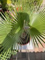 Mexicaanse Waaierpalm Washingtonia Robusta 140 cm hoog allin, Volle zon, Vaste plant, Bloeit niet, Ophalen