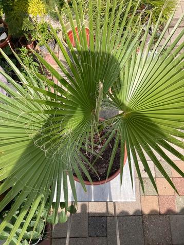 Mexicaanse Waaierpalm Washingtonia Robusta 140 cm hoog allin beschikbaar voor biedingen