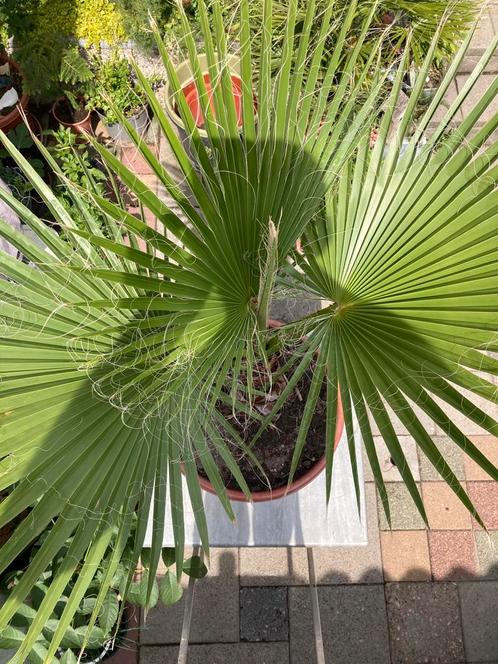 Mexicaanse Waaierpalm Washingtonia Robusta 140 cm hoog allin, Tuin en Terras, Planten | Tuinplanten, Vaste plant, Overige soorten
