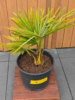 Trachycarpus Fortunei nr.5 NL kweek, Ophalen, Zomer, Overige soorten, Volle zon
