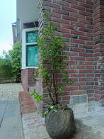13x liguster met kluit 100 - 125cm ACTIE!, Tuin en Terras, Planten | Struiken en Hagen, Ophalen, 100 tot 250 cm