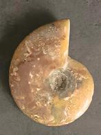 Ammoniet, Ophalen of Verzenden, Mineraal