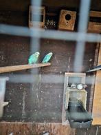 Parkieten 3 stuks, Dieren en Toebehoren, Meerdere dieren, Geringd