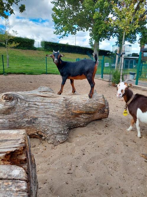 Dwerggeit lam cae en cl vrij, Dieren en Toebehoren, Schapen, Geiten en Varkens, Geit, Vrouwelijk