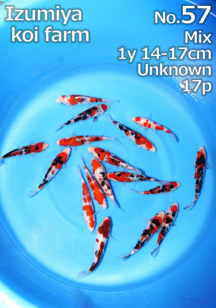 Tosai Izumiya, Dieren en Toebehoren, Karper of Koi