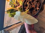Syngonium Chaipense Variegata zeeeer zeldzaam, Huis en Inrichting, Kamerplanten, Ophalen of Verzenden, Halfschaduw, Minder dan 100 cm