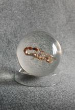 Schorpioen in resin knikker, Ophalen of Verzenden, Zo goed als nieuw