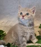 Kruizing ragdoll X brits korthaar kittens, Dieren en Toebehoren, Katten en Kittens | Overige Katten, Meerdere dieren