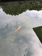 Metalic spiegel koi karper, Karper of Koi