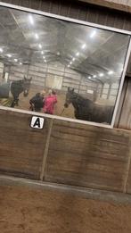 Verzorgpaard gezocht, Dieren en Toebehoren, Ophalen of Verzenden