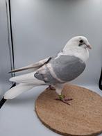 Blauwe schild postduif dominant opaal geband doffer, Dieren en Toebehoren, Mannelijk, Postduif