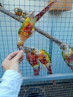 Verschillende pyrrhura's te koop, ook onverwante koppels, Dieren en Toebehoren, Meerdere dieren, Parkiet, Geringd