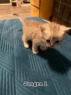 Kitten reserveren een meisje en een jongen, Dieren en Toebehoren, Meerdere dieren, Langharig, 0 tot 2 jaar