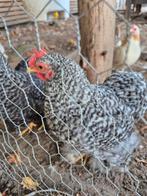 Cochin haantje, Dieren en Toebehoren, Pluimvee, Mannelijk, Kip