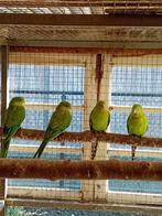 te koop 2 jonge barraband parkieten, Dieren en Toebehoren, Vogels | Parkieten en Papegaaien, Meerdere dieren, Parkiet