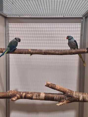 Diverse soorten vogels bij vogelhandel Tuinstra.  beschikbaar voor biedingen