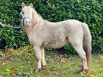 Super lieve few spot hengst, Dieren en Toebehoren, Pony's, Hengst, Niet van toepassing, Gechipt, 3 tot 6 jaar