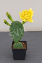 Opuntia Humifusa (Winterharde schijfcactus), Overige soorten, Volle zon, Vaste plant, Ophalen of Verzenden