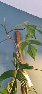 Stekje philodendron florida ghost hydrid, Huis en Inrichting, Kamerplanten, Ophalen, Overige soorten, Halfschaduw, Minder dan 100 cm