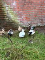 Kwakers, Dieren en Toebehoren, Meerdere dieren, Eend