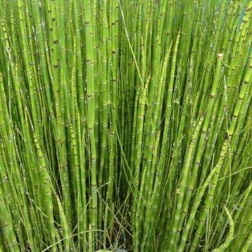 Japanse holpijp, Equisetum japonica. Vijverplant beschikbaar voor biedingen