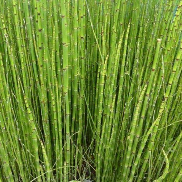 Japanse holpijp, Equisetum japonica. Vijverplant, Tuin en Terras, Planten | Tuinplanten, Vaste plant, Overige soorten, Halfschaduw