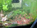Vuurgaranalen (neocaridina), Dieren en Toebehoren, Vissen | Aquaria en Toebehoren, Ophalen, Nieuw, Overige typen