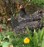 Barnevelder Kriel, zilver gezoomd, Dieren en Toebehoren, Pluimvee, Vrouwelijk, Kip