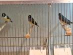 Gouldamadines, Dieren en Toebehoren, Vogels | Overige Vogels, Meerdere dieren, Tropenvogel, Geringd