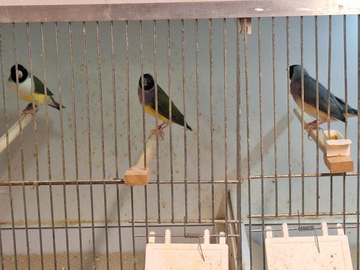 Gouldamadines, Dieren en Toebehoren, Vogels | Overige Vogels, Tropenvogel, Meerdere dieren, Geringd