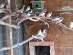 Zebravinken mannen en poppen diverse kleurslagen, Dieren en Toebehoren, Vogels | Overige Vogels, Meerdere dieren, Tropenvogel
