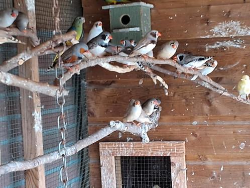 Zebravinken mannen en poppen diverse kleurslagen, Dieren en Toebehoren, Vogels | Overige Vogels, Tropenvogel, Meerdere dieren